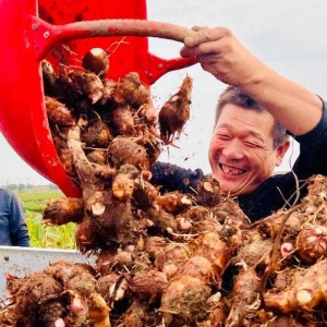 南阳宛城区：万亩红香芋喜获丰收