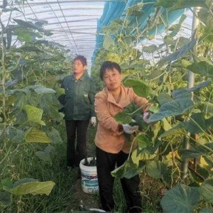 方城县博望镇： 高素质农民逐梦田野帶民富