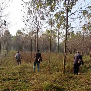 南阳市宛城区进行国储林项目区补植补造工作