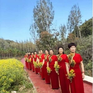 南召：小菊花 大产业