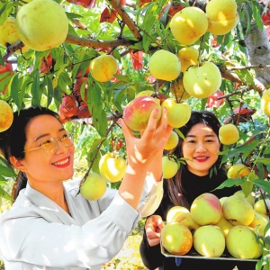 游客在冬桃园里采摘