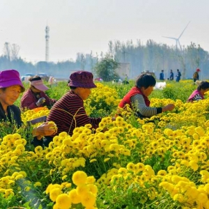 河南清丰：菊花丰收 助农增收