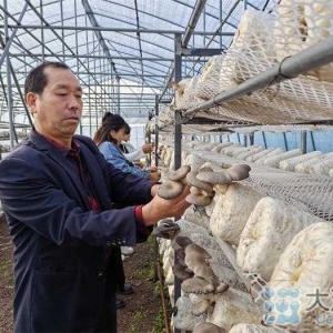 河南宝丰：小蘑菇撑起“致富伞”