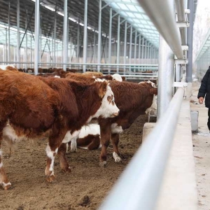 河南宝丰：肉牛产业助农增收