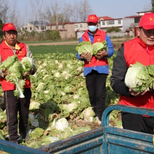 襄城县丁营乡：帮收蔬菜 助农增收