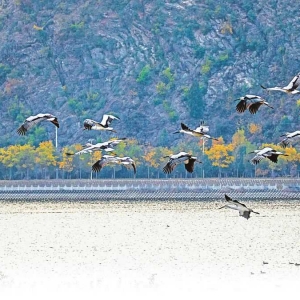 28只东方白鹳首次现身丹江湿地