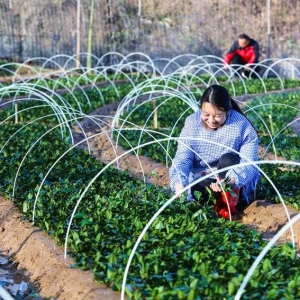 河南光山：冬日茶叶育苗忙
