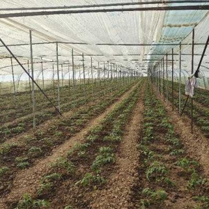 方城县博望镇： 小蕃茄描绘乡村振兴新图景
