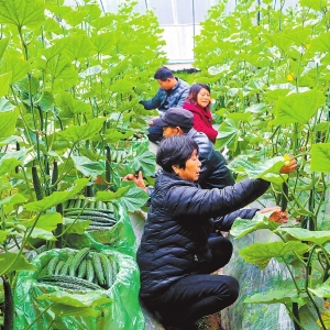 果蔬飘香 收获喜悦