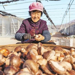 养菇“撑”开“致富伞”