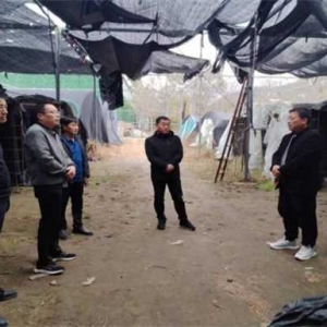 西峡县军马河镇：“三个三”举措全面推进食用菌产业高质量发展