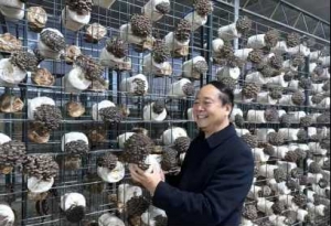 优质高效的工厂化平菇新品种许平69号在世纪香公司惊艳面世