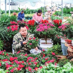 花卉产业助农增收