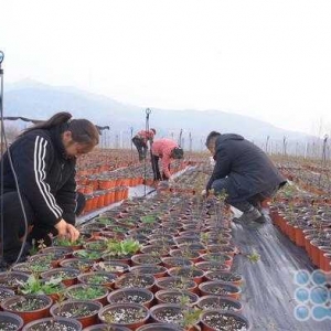 叶县：杜鹃产业托起山乡“致富梦”