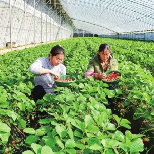 大棚采摘忙 增收致富产业兴