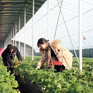 温县牛洼村：大棚草莓铺就“甜蜜”致富路