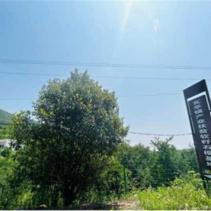 内乡县瓦亭镇：党支部领办合作社 助力乡村振兴