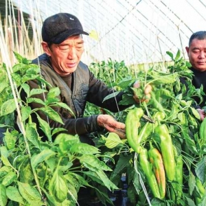 积极采取应对措施 助力农民增产增收