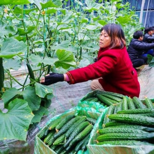 河南光山：冬季蔬菜“种”出致富路