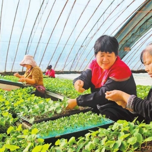 冬季大棚育苗忙