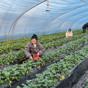 孟州：绿色种植拓宽特色农业路