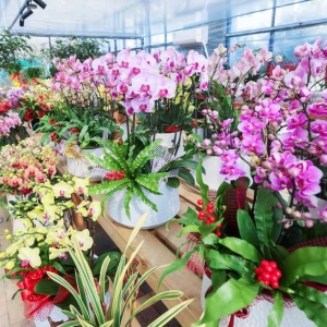 年宵花开启销售旺季 五彩花卉扮靓新年