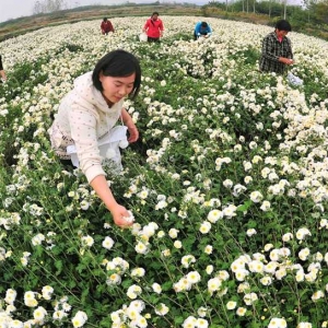 滁菊花开绽放“花样经济”