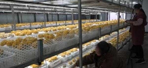 打造“院县共建”食用菌种植新模式 周口太康县以产业带动乡村振兴