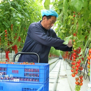 数字农业工厂采摘小番茄