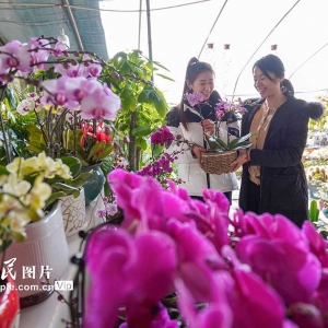 鲜花种植助增收