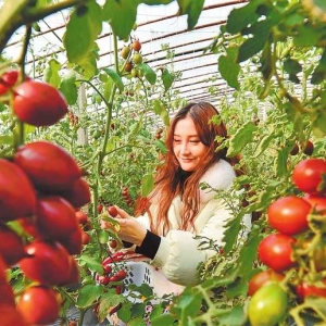 游客采摘袖珍七彩小番茄