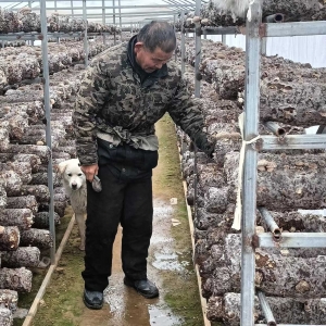 西峡回车镇：香菇产业托起脱贫户致富的梦想