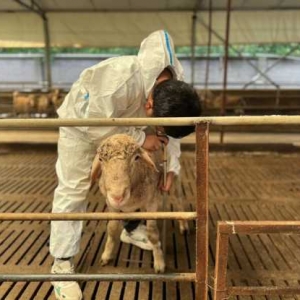 强化养殖指导  推进肉羊产业高质量发展