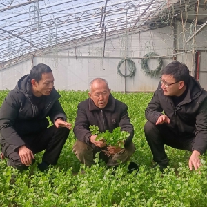 管理跟得上 菜苗肥儿壮