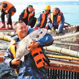 年年有“鱼”