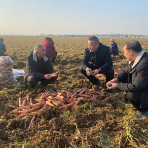 南阳卧龙区：水果胡萝卜喜获丰收 产销两旺助民富