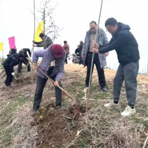 南阳市宛城区：植树造林添新绿 科学绿化正当时