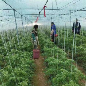 方城县博望镇: 支部领办合作社 集体经济破困局  　　