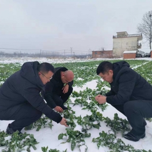 商城县：防虫防冻田间管护忙