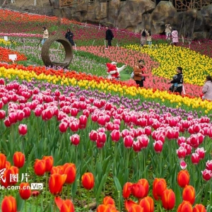 漫步花海享春光