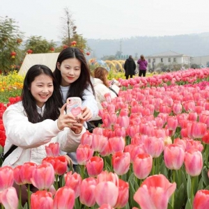 花开春光好