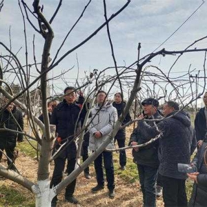 方城县博望镇： 国家在此建“基地 ” 梨农吃上“营养餐”
