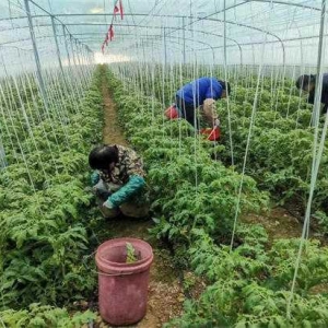方城县博望镇: 支部领办合作社 集体经济破困局