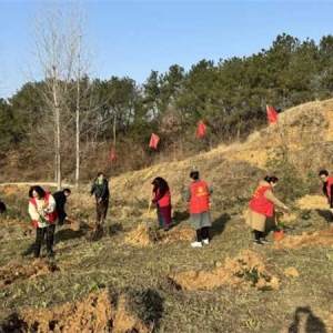 桐柏县城郊乡：组织开展义务植树活动