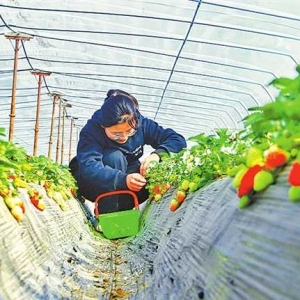 发展特色农业种植