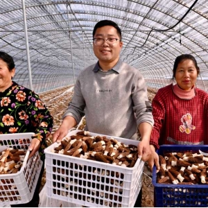 新县：羊肚菌撑起增收致富“伞”