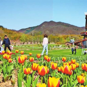 郁金香花海美如画