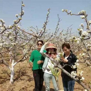 方城县博望镇：又是一年春光好  梨花含笑近佳宾