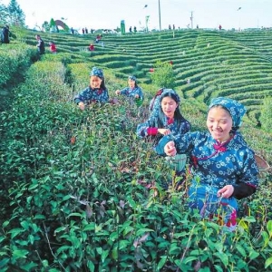 春茶开采