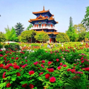 河南洛阳:牡丹花开满城 尽显国色天香